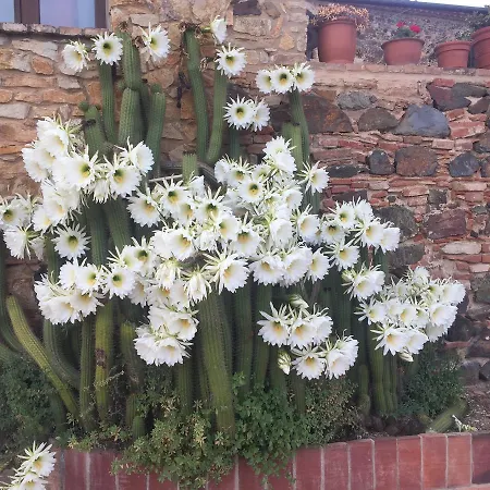 Mas Tomas * Vall-Llobrega